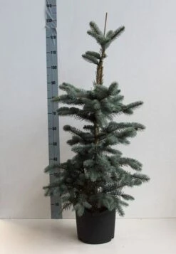 Spar (Picea Pungens 'Hoopsii') 12 Spar (Picea Pungens 'Hoopsii') -Green Roots Exporteren Winkel picea pungens hoopsii 60 80 cm co. 7.5l kopie kopie 1