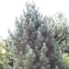 Alpenden (Pinus Cembra 'Glauca')