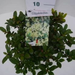 Dwergrhododendron (Rhododendron 'Princess- Anne') -Green Roots Exporteren Winkel pincess ann c2 boven 2