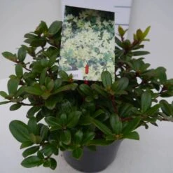 Dwergrhododendron (Rhododendron 'Princess- Anne') -Green Roots Exporteren Winkel pincess ann c2 zij 3