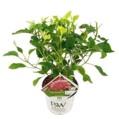 Hortensia (Hydrangea 'Pink Annabelle') -Green Roots Exporteren Winkel pink annabelle
