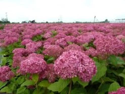 Hortensia (Hydrangea 'Pink Annabelle') -Green Roots Exporteren Winkel pink annabelle 1
