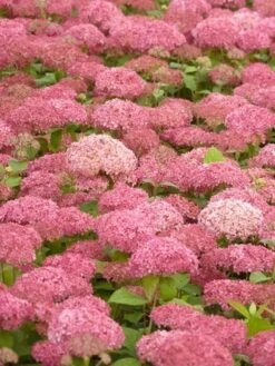 Hortensia (Hydrangea 'Pink Annabelle') -Green Roots Exporteren Winkel pink annabelle 2