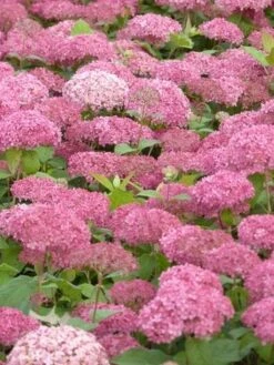 Hortensia (Hydrangea 'Pink Annabelle') -Green Roots Exporteren Winkel pink annabelle 3