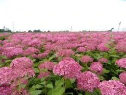 Hortensia (Hydrangea 'Pink Annabelle') -Green Roots Exporteren Winkel pink annabelle 4