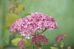 Hortensia (Hydrangea 'Pink Annabelle') -Green Roots Exporteren Winkel pink annabelle 8 1