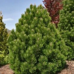 Bosnische Den (Pinus Heldreichii 'Compact Gem') 5 Bosnische Den (Pinus Heldreichii 'Compact Gem') -Green Roots Exporteren Winkel pinus heldreichii compact gem