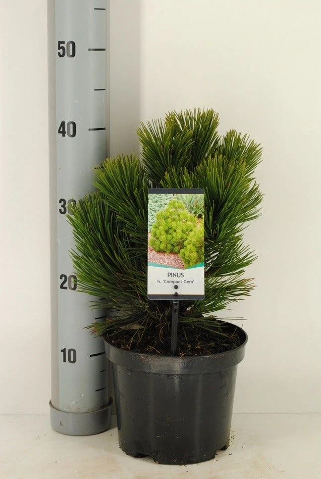 Bosnische Den (Pinus Heldreichii 'Compact Gem') 1 Bosnische Den (Pinus Heldreichii 'Compact Gem')