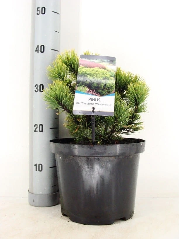 Dwerg Bergden (Pinus Mugo 'Wintergold') 2 Dwerg Bergden (Pinus Mugo 'Wintergold') - Afbeelding 2