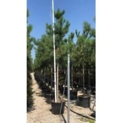 Oostenrijkse Den Als Boom (Pinus Nigra Nigra) -Green Roots Exporteren Winkel pinus nigra nigra 16 18