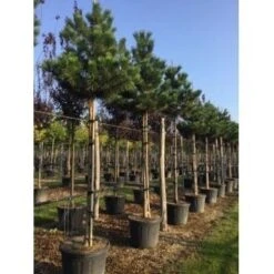 Oostenrijkse Den Als Boom (Pinus Nigra Nigra) -Green Roots Exporteren Winkel pinus nigra nigra 18 20