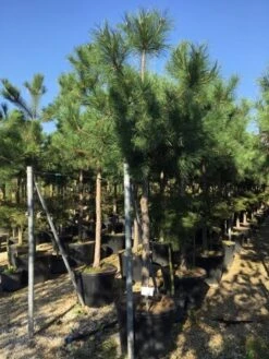 Oostenrijkse Den Als Boom (Pinus Nigra Nigra) -Green Roots Exporteren Winkel pinus nigra nigra 1820