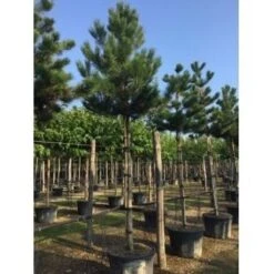 Oostenrijkse Den Als Boom (Pinus Nigra Nigra) -Green Roots Exporteren Winkel pinus nigra nigra 20 25