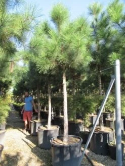 Oostenrijkse Den Als Boom (Pinus Nigra Nigra) -Green Roots Exporteren Winkel pinus nigra nigra 20 25 2