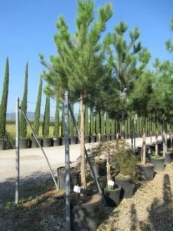 Oostenrijkse Den Als Boom (Pinus Nigra Nigra) -Green Roots Exporteren Winkel pinus nigra nigra 20 25 3