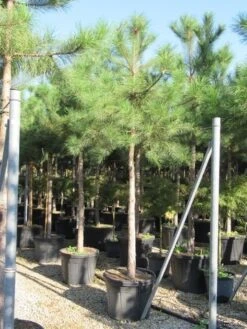 Oostenrijkse Den Als Boom (Pinus Nigra Nigra) -Green Roots Exporteren Winkel pinus nigra nigra 20 25 4