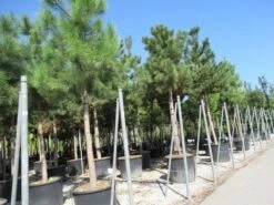 Oostenrijkse Den Als Boom (Pinus Nigra Nigra) -Green Roots Exporteren Winkel pinus nigra nigra 4