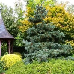 Blauwe Japanse Den (Pinus Parviflora 'Glauca') -Green Roots Exporteren Winkel pinus parviflora glauca