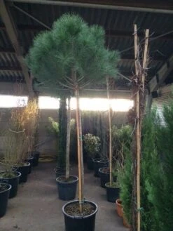 Parasolden Op Stam (Pinus Pinea) -Green Roots Exporteren Winkel pinus pinea