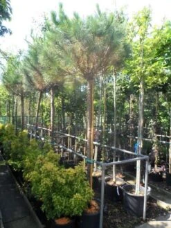 Parasolden Op Stam (Pinus Pinea) -Green Roots Exporteren Winkel pinus pinea 16 18ho cont. 1