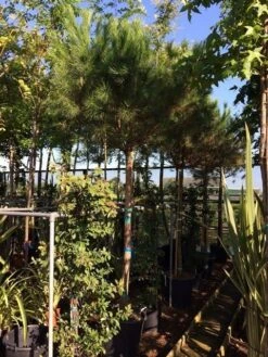 Parasolden Op Stam (Pinus Pinea) -Green Roots Exporteren Winkel pinus pinea 2025cm stam 200cm