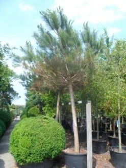 Parasolden Op Stam (Pinus Pinea) -Green Roots Exporteren Winkel pinus pinea 30 40ho c350