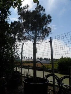 Parasolden Op Stam (Pinus Pinea) -Green Roots Exporteren Winkel pinus pinea 35 40 ho c750