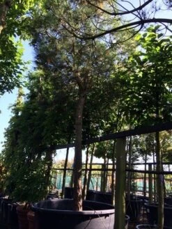 Parasolden Op Stam (Pinus Pinea) -Green Roots Exporteren Winkel pinus pinea 3540cm c750 250cm stam