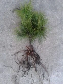 Grove Den, Solitair (Pinus Sylvestris) -Green Roots Exporteren Winkel pinus sylvesteris 1530 2