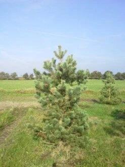 Grove Den, Solitair (Pinus Sylvestris) -Green Roots Exporteren Winkel pinus sylvestris 200