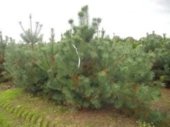 Grove Den, Solitair (Pinus Sylvestris) -Green Roots Exporteren Winkel pinus sylvestris 250 300