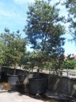 Grove Den, Solitair (Pinus Sylvestris) -Green Roots Exporteren Winkel pinus sylvestris 350 400 450 c1000