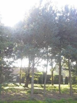 Grove Den (Pinus Sylvestris) -Green Roots Exporteren Winkel pinus sylvestris 60 70 2 2