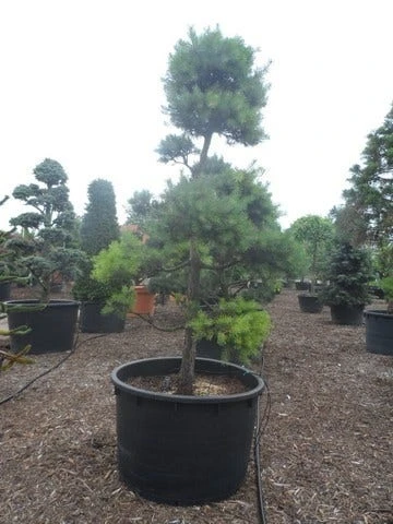 Grove Den Als Bonsai (Pinus Sylvestris) 3 Grove Den Als Bonsai (Pinus Sylvestris) - Afbeelding 3