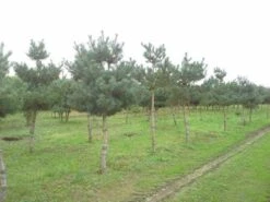 Grove Den (Pinus Sylvestris) -Green Roots Exporteren Winkel pinus sylvestris opstam