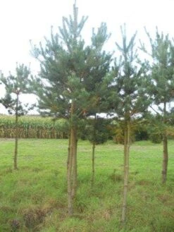 Grove Den (Pinus Sylvestris) -Green Roots Exporteren Winkel pinus sylvestris opstam 20 25 1 1