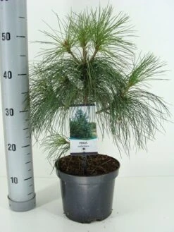 Treurden (Pinus Wallichiana) -Green Roots Exporteren Winkel pinus wallichiana c3 m