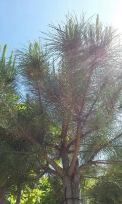 Parasolden (Pinus Pinea) -Green Roots Exporteren Winkel pinuspinea01 1