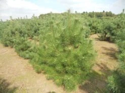 Grove Den, Solitair (Pinus Sylvestris) -Green Roots Exporteren Winkel pinussylv 125 150 13 9 2014