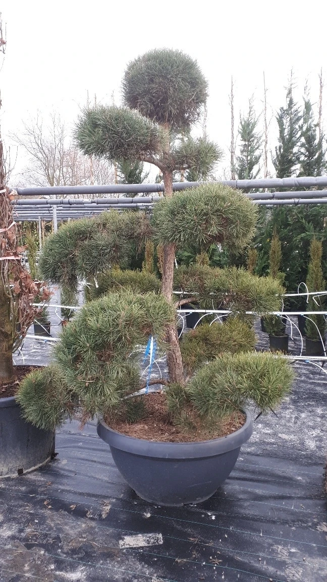 Grove Den Als Bonsai (Pinus Sylvestris) 4 Grove Den Als Bonsai (Pinus Sylvestris) - Afbeelding 4