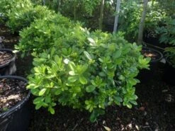 Australische Laurier (Pittosporum Tobira 'Nanum') -Green Roots Exporteren Winkel pittosporum tobira nanum c10
