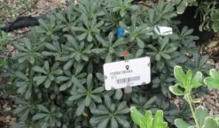 Australische Laurier (Pittosporum Tobira 'Nanum') -Green Roots Exporteren Winkel pittosprum tobira nanum