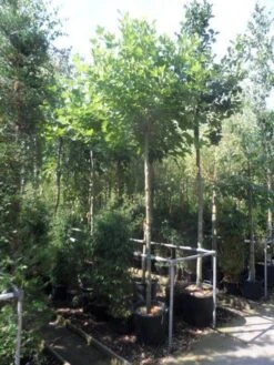 Bolplataan (Platanus 'Alphen's Globe') -Green Roots Exporteren Winkel platanus acerifolia alphen s globe 12 14ho cont. 1