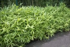 Bamboe (Pleioblastus Pumilus)