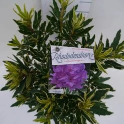 Bosrhododendron (Rhododendron Ponticum 'Variegatum') -Green Roots Exporteren Winkel pont variegatum c5 boven 1