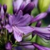 Afrikaanse Lelie (Agapanthus 'Poppin Purple')