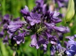 Afrikaanse Lelie (Agapanthus 'Poppin Purple') -Green Roots Exporteren Winkel poppinpurple04