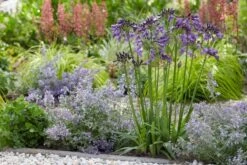Afrikaanse Lelie (Agapanthus 'Poppin Purple') -Green Roots Exporteren Winkel poppinpurple05