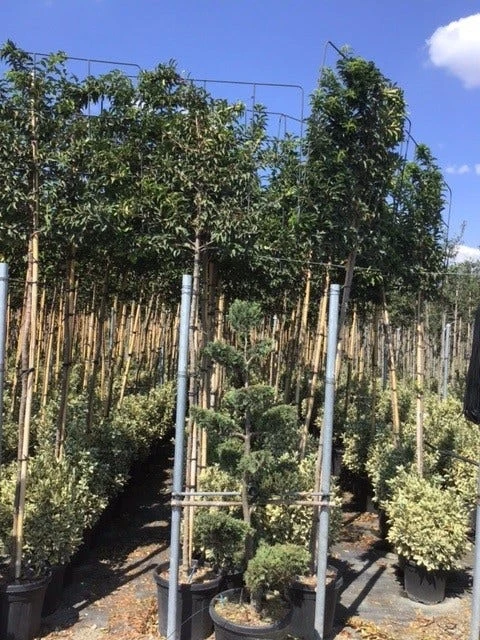 Portugese Laurier Als Leiboom (Prunus Lusitanica) 2 Portugese Laurier Als Leiboom (Prunus Lusitanica) - Afbeelding 2