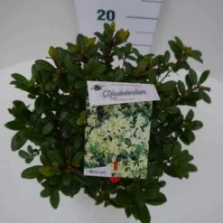 Dwergrhododendron (Rhododendron 'Princess- Anne') -Green Roots Exporteren Winkel princess ann c4 boven 3